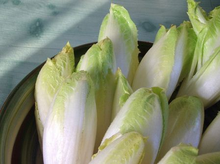 tips on how to grow endive tips on how to grow endive
